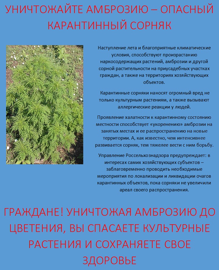 5f1532dd2c6655 28743455 ambroziya 7657