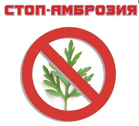 О мерах по уничтожению амброзии